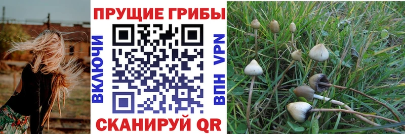 Псилоцибиновые грибы Psilocybine cubensis  Черногорск 